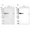 Zinc finger CCCH domain-containing protein 15 antibody, PA5-56639, Invitrogen Antibodies, Western Blot image 