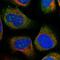 Homeobox protein DBX1 antibody, NBP1-90978, Novus Biologicals, Immunofluorescence image 