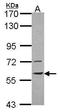 Pantetheinase antibody, TA308053, Origene, Western Blot image 