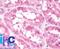 Eukaryotic Translation Initiation Factor 3 Subunit A antibody, NBP2-24570, Novus Biologicals, Immunohistochemistry frozen image 