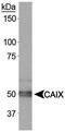 Carbonic Anhydrase 9 antibody, TA301431, Origene, Western Blot image 