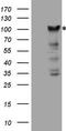 Protein CIP2A antibody, LS-C794375, Lifespan Biosciences, Western Blot image 