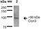 Chloride Voltage-Gated Channel 3 antibody, orb67496, Biorbyt, Western Blot image 