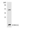 Protein S100-A16 antibody, LS-B10512, Lifespan Biosciences, Western Blot image 