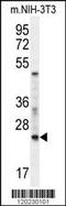 RAN, Member RAS Oncogene Family antibody, 62-407, ProSci, Western Blot image 