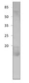 Cornichon Family AMPA Receptor Auxiliary Protein 2 antibody, GTX47903, GeneTex, Western Blot image 