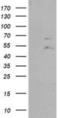 Protein Tyrosine Phosphatase Non-Receptor Type 11 antibody, NBP2-03063, Novus Biologicals, Western Blot image 