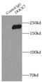 Dedicator of cytokinesis protein 7 antibody, FNab02497, FineTest, Immunoprecipitation image 