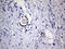 Mesenchyme Homeobox 1 antibody, LS-C790350, Lifespan Biosciences, Immunohistochemistry paraffin image 