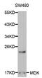 Midkine antibody, STJ24532, St John