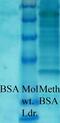 Dimethyl-lysine antibody, LS-C210232, Lifespan Biosciences, Western Blot image 