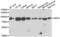 Dipeptidyl Peptidase 3 antibody, LS-C349018, Lifespan Biosciences, Western Blot image 