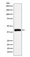 BUB3 Mitotic Checkpoint Protein antibody, M03118-1, Boster Biological Technology, Western Blot image 