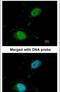 Scaffold attachment factor B1 antibody, PA5-21356, Invitrogen Antibodies, Immunofluorescence image 