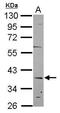 KAT8 Regulatory NSL Complex Subunit 2 antibody, GTX119816, GeneTex, Western Blot image 