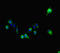 Polypeptide N-Acetylgalactosaminyltransferase 11 antibody, orb45382, Biorbyt, Immunofluorescence image 