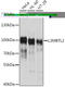 L3MBTL Histone Methyl-Lysine Binding Protein 2 antibody, A08416, Boster Biological Technology, Western Blot image 