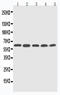 Cytochrome P450 Family 2 Subfamily U Member 1 antibody, LS-C313146, Lifespan Biosciences, Western Blot image 