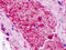 Coagulation Factor II Thrombin Receptor Like 2 antibody, TA340881, Origene, Immunohistochemistry paraffin image 