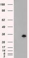 Fumarylacetoacetate Hydrolase Domain Containing 2A antibody, TA500976, Origene, Western Blot image 