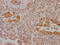 Fructose-1,6-bisphosphatase 1 antibody, CSB-RA787345A0HU, Cusabio, Immunohistochemistry paraffin image 