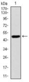 S-Phase Kinase Associated Protein 1 antibody, abx015985, Abbexa, Enzyme Linked Immunosorbent Assay image 
