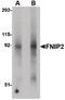 Folliculin-interacting protein 2 antibody, PA5-20691, Invitrogen Antibodies, Western Blot image 