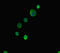 ATP Binding Cassette Subfamily G Member 8 antibody, LS-C676896, Lifespan Biosciences, Immunofluorescence image 