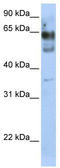 Zinc Finger Protein 564 antibody, TA341458, Origene, Western Blot image 