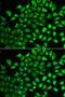 Multimerin 1 antibody, LS-C334855, Lifespan Biosciences, Immunofluorescence image 