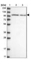 SEC31 Homolog B, COPII Coat Complex Component antibody, NBP1-85106, Novus Biologicals, Western Blot image 