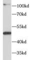 Monocarboxylate transporter 1 antibody, FNab09907, FineTest, Western Blot image 