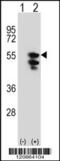 Elongation factor Tu, mitochondrial antibody, 61-596, ProSci, Western Blot image 