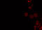 Chloride Voltage-Gated Channel 7 antibody, GTX00807, GeneTex, Immunofluorescence image 