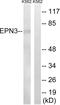 Epsin-3 antibody, abx014464, Abbexa, Western Blot image 