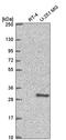 DNA repair protein XRCC3 antibody, HPA068953, Atlas Antibodies, Western Blot image 