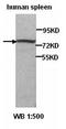 Zinc finger protein 217 antibody, orb77192, Biorbyt, Western Blot image 
