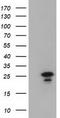 Lin-7 Homolog B, Crumbs Cell Polarity Complex Component antibody, TA501516S, Origene, Western Blot image 