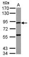 RAS P21 Protein Activator 4 antibody, LS-C155688, Lifespan Biosciences, Western Blot image 