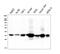 Aldo-Keto Reductase Family 1 Member D1 antibody, M05278, Boster Biological Technology, Western Blot image 