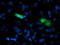 Sedoheptulokinase antibody, TA503210, Origene, Immunofluorescence image 