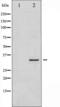 Syntaxin 1A antibody, TA325917, Origene, Western Blot image 