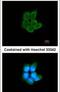 Phosphofructokinase, Muscle antibody, PA5-29336, Invitrogen Antibodies, Immunofluorescence image 
