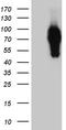 Synaptotagmin Like 4 antibody, TA810590, Origene, Western Blot image 