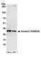 Annexin A5 antibody, A304-788A, Bethyl Labs, Western Blot image 