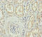 Dedicator of cytokinesis protein 8 antibody, LS-C675652, Lifespan Biosciences, Immunohistochemistry paraffin image 