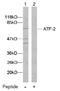 CREB2 antibody, AP02575PU-N, Origene, Western Blot image 