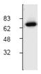 Cholesteryl Ester Transfer Protein antibody, AP00155PU-N, Origene, Western Blot image 