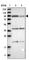 Niban Apoptosis Regulator 2 antibody, HPA021284, Atlas Antibodies, Western Blot image 
