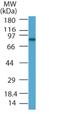 PR domain zinc finger protein 5 antibody, NB100-56419, Novus Biologicals, Western Blot image 